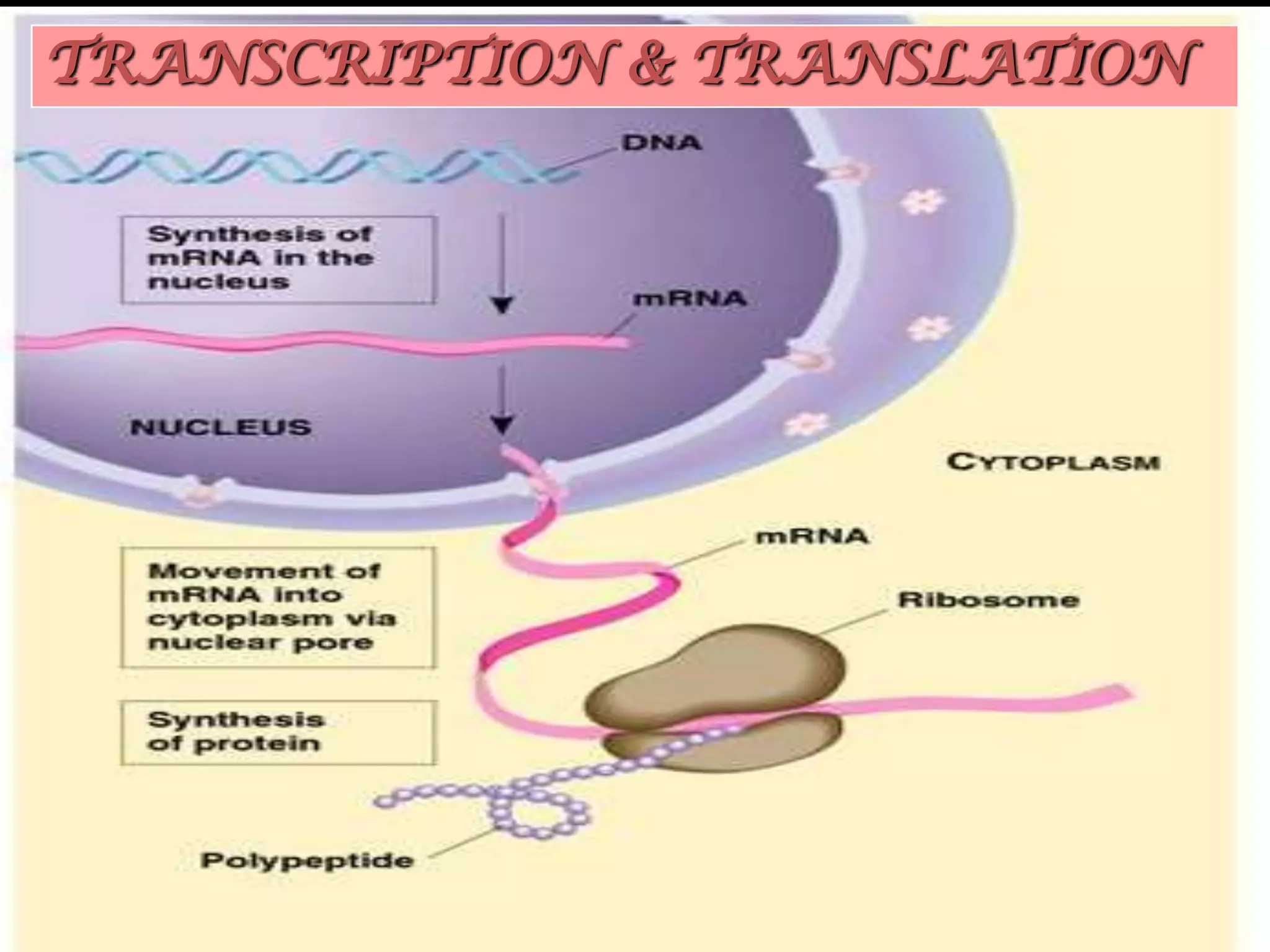 TRANSCRIPTION & TRANSLATION

83

 