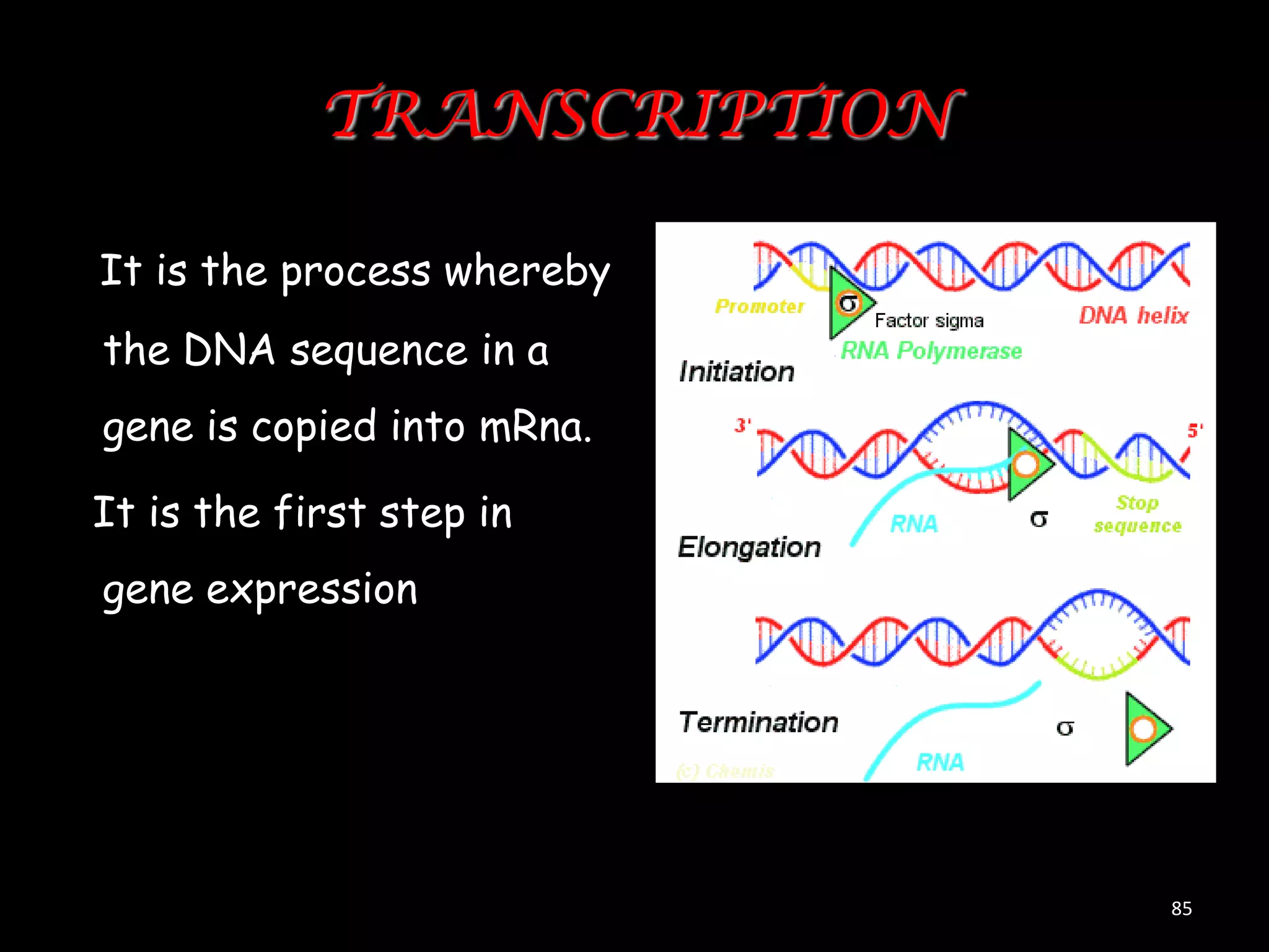 TRANSCRIPTION
It is the process whereby

the DNA sequence in a
gene is copied into mRna.
It is the first step in
gene expression

85

 