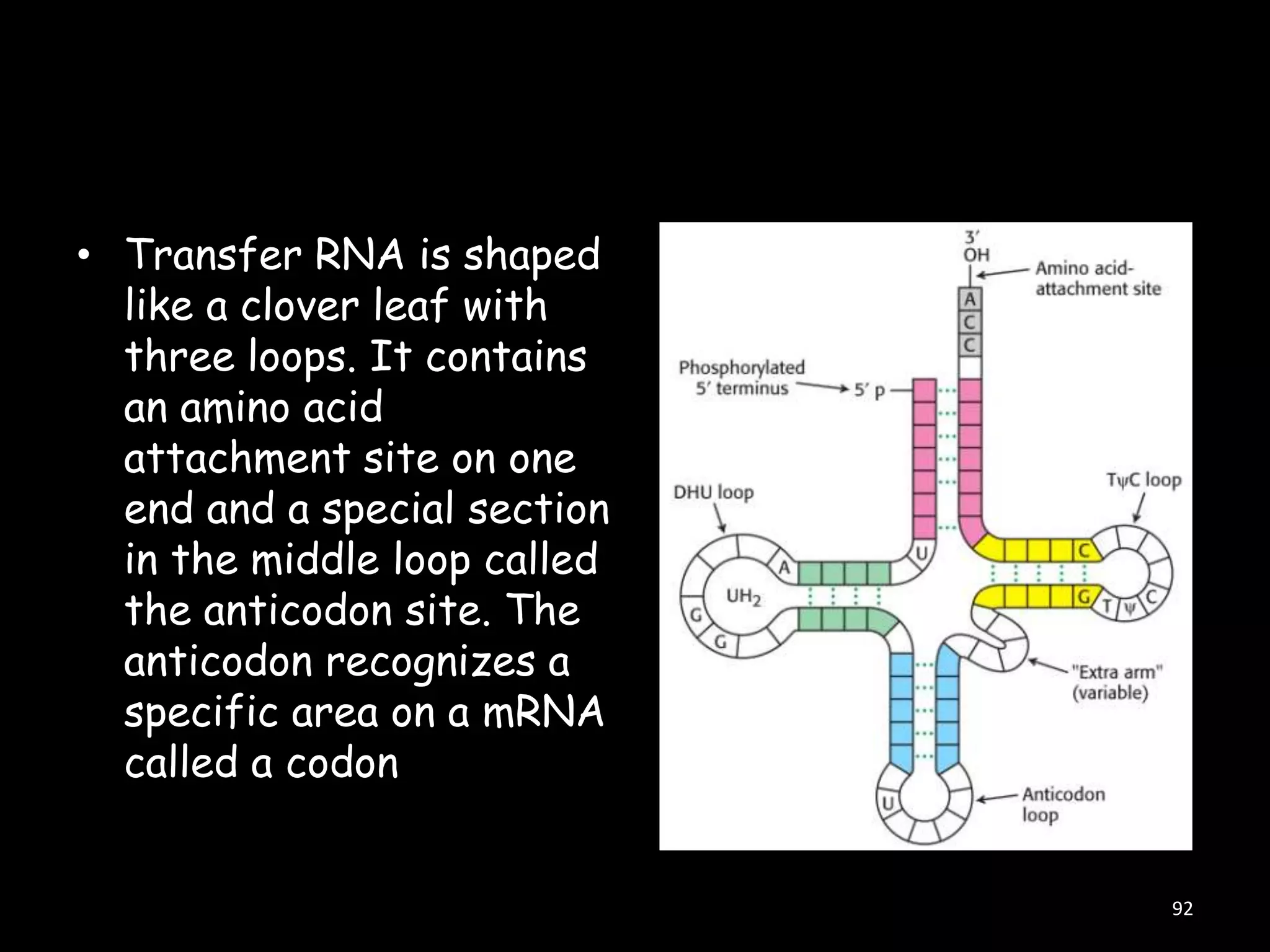 • Transfer RNA is shaped
like a clover leaf with
three loops. It contains
an amino acid
attachment site on one
end and a special section
in the middle loop called
the anticodon site. The
anticodon recognizes a
specific area on a mRNA
called a codon

92

 