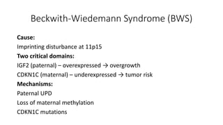 Beckwith-Wiedemann Syndrome (BWS)
Cause:
Imprinting disturbance at 11p15
Two critical domains:
IGF2 (paternal) – overexpressed → overgrowth
CDKN1C (maternal) – underexpressed → tumor risk
Mechanisms:
Paternal UPD
Loss of maternal methylation
CDKN1C mutations
 