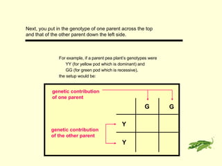 Genetics - Using The Punnett Square | PPT