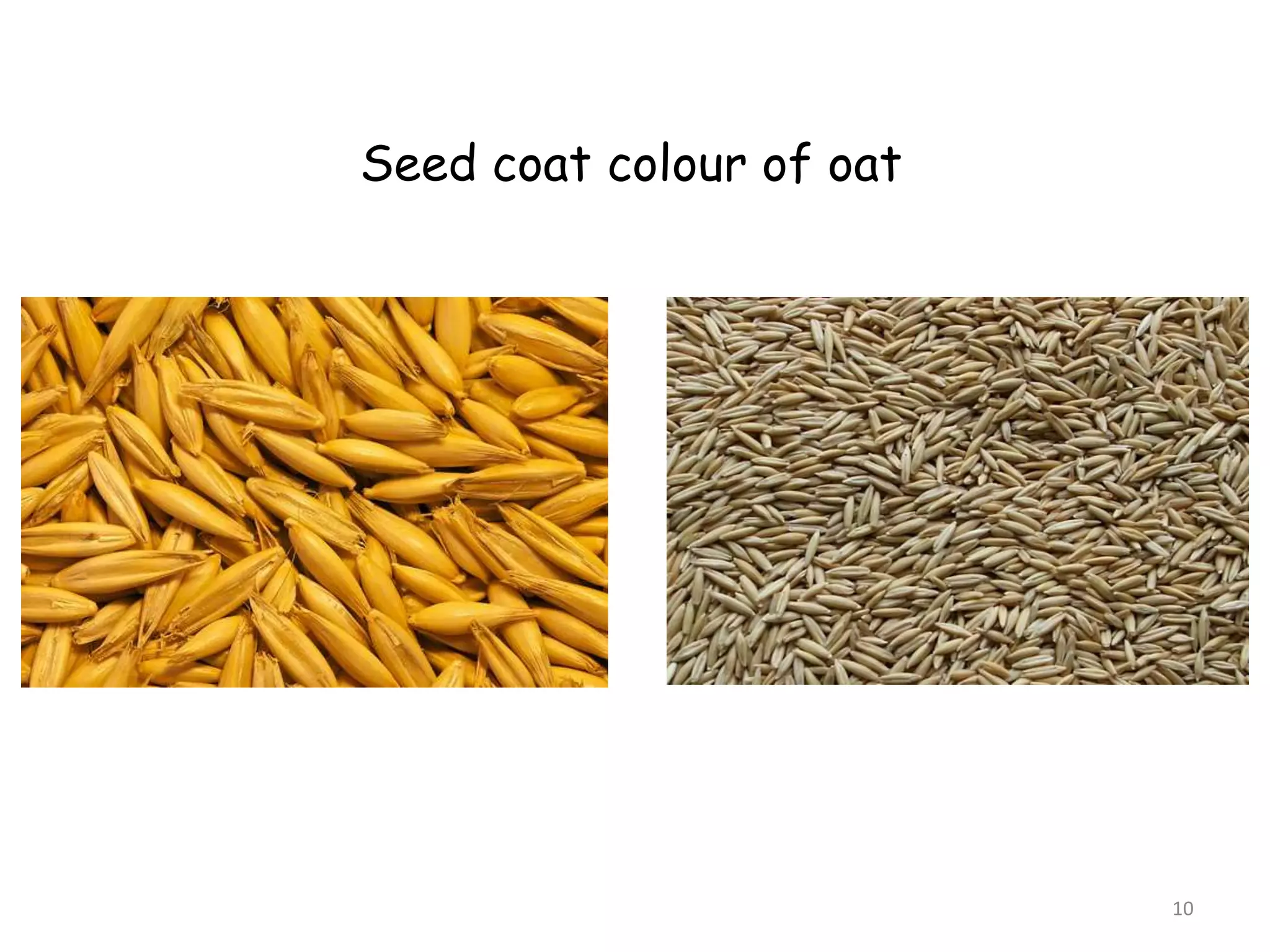 10
Seed coat colour of oat
 