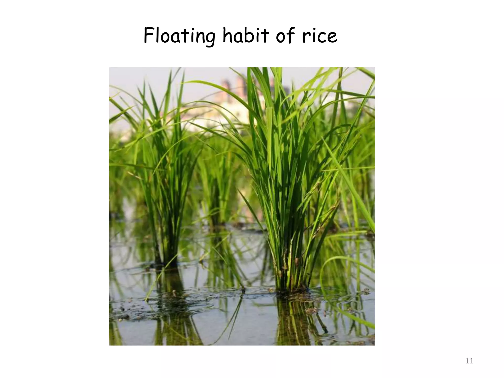 11
Floating habit of rice
 