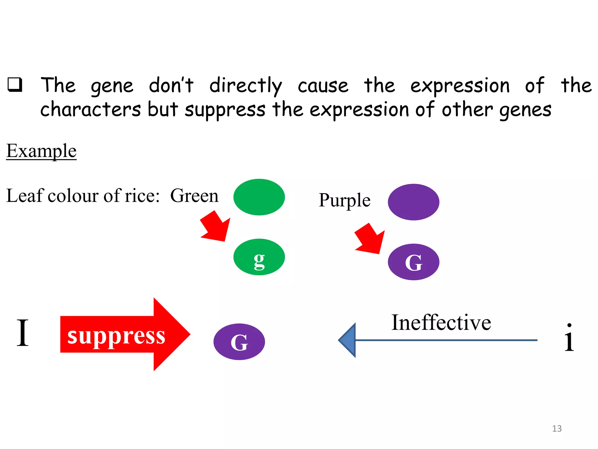  The gene don’t directly cause the expression of the
characters but suppress the expression of other genes
Example
Leaf colour of rice: Green Purple
Gg
I suppress G i
Ineffective
13
 