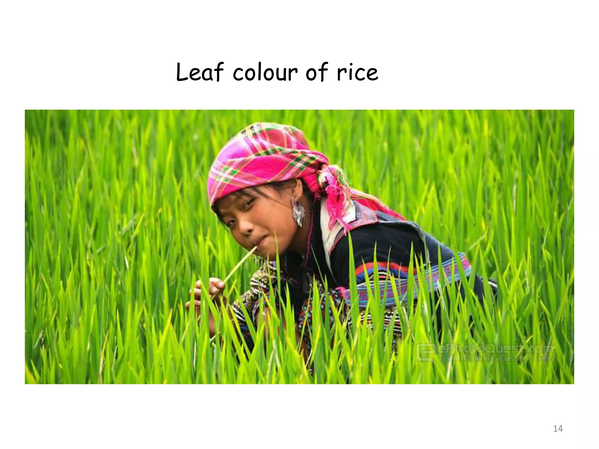 14
Leaf colour of rice
 