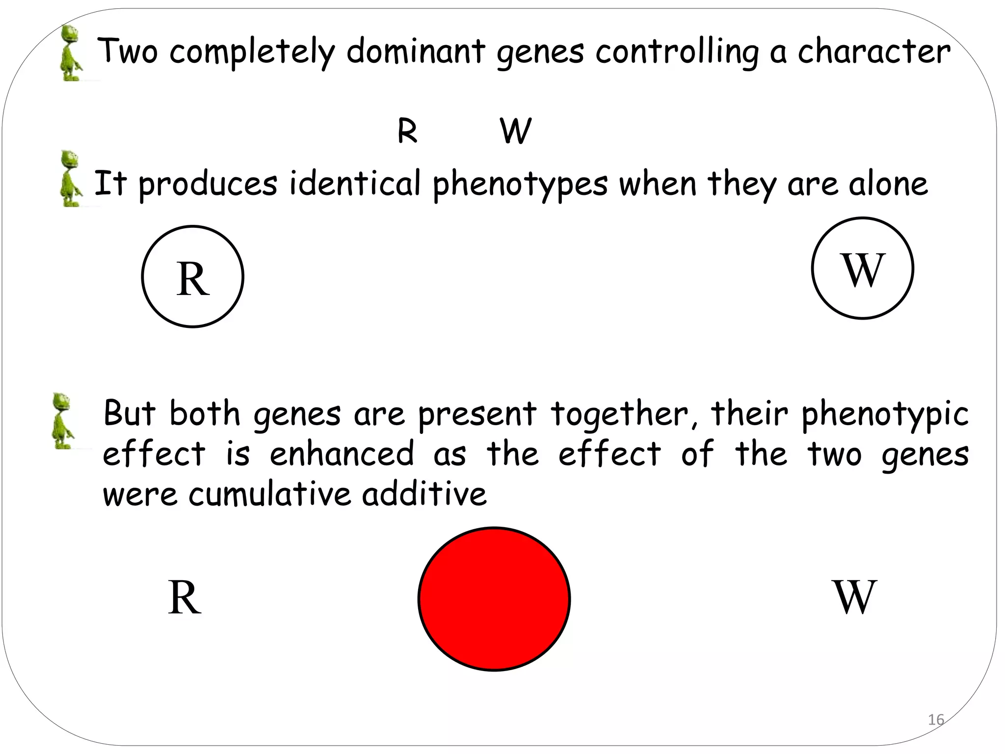 Two completely dominant genes controlling a character
R W
R W
But both genes are present together, their phenotypic
effect is enhanced as the effect of the two genes
were cumulative additive
R W
16
It produces identical phenotypes when they are alone
 