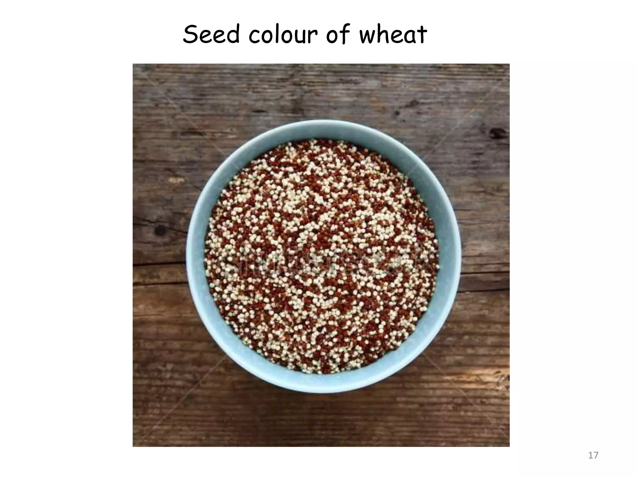 17
Seed colour of wheat
 