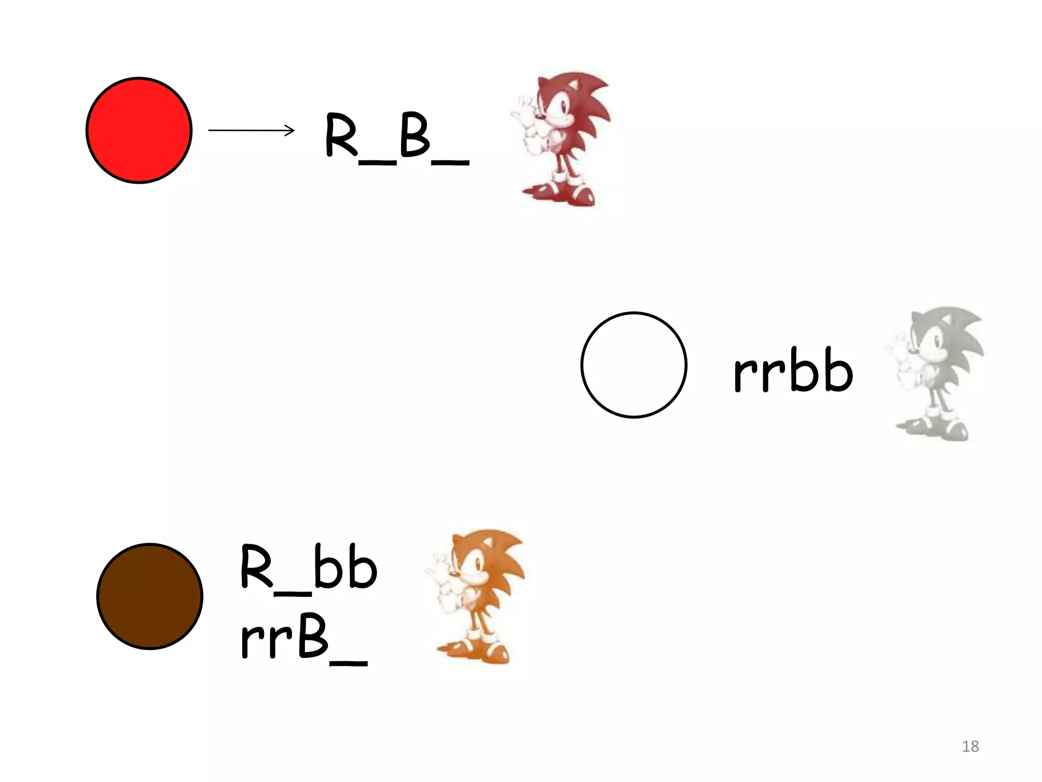 18
R_B_
rrbb
R_bb
rrB_
 