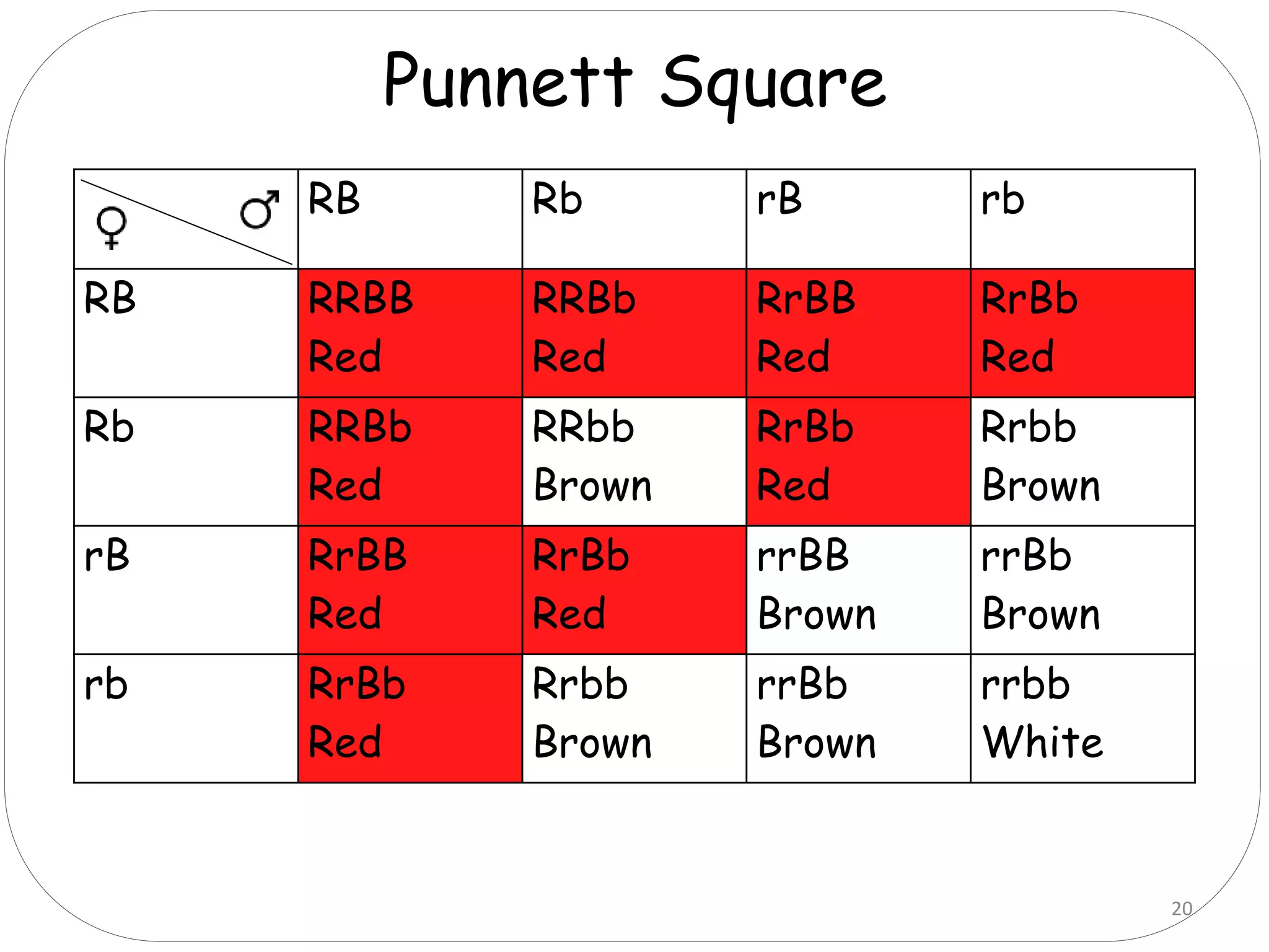 RB Rb rB rb
RB RRBB
Red
RRBb
Red
RrBB
Red
RrBb
Red
Rb RRBb
Red
RRbb
Brown
RrBb
Red
Rrbb
Brown
rB RrBB
Red
RrBb
Red
rrBB
Brown
rrBb
Brown
rb RrBb
Red
Rrbb
Brown
rrBb
Brown
rrbb
White
Punnett Square
20
 