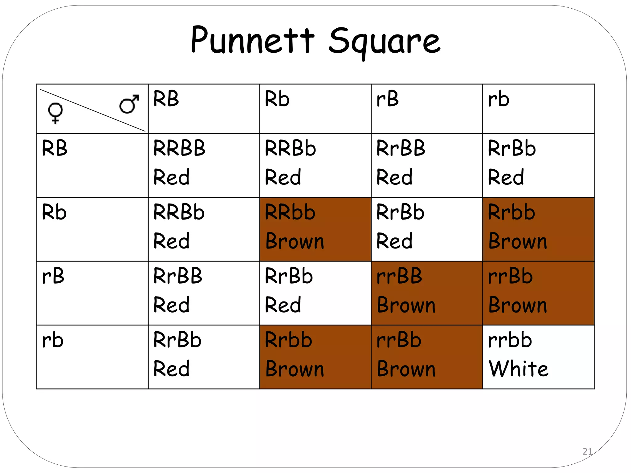 RB Rb rB rb
RB RRBB
Red
RRBb
Red
RrBB
Red
RrBb
Red
Rb RRBb
Red
RRbb
Brown
RrBb
Red
Rrbb
Brown
rB RrBB
Red
RrBb
Red
rrBB
Brown
rrBb
Brown
rb RrBb
Red
Rrbb
Brown
rrBb
Brown
rrbb
White
Punnett Square
21
 