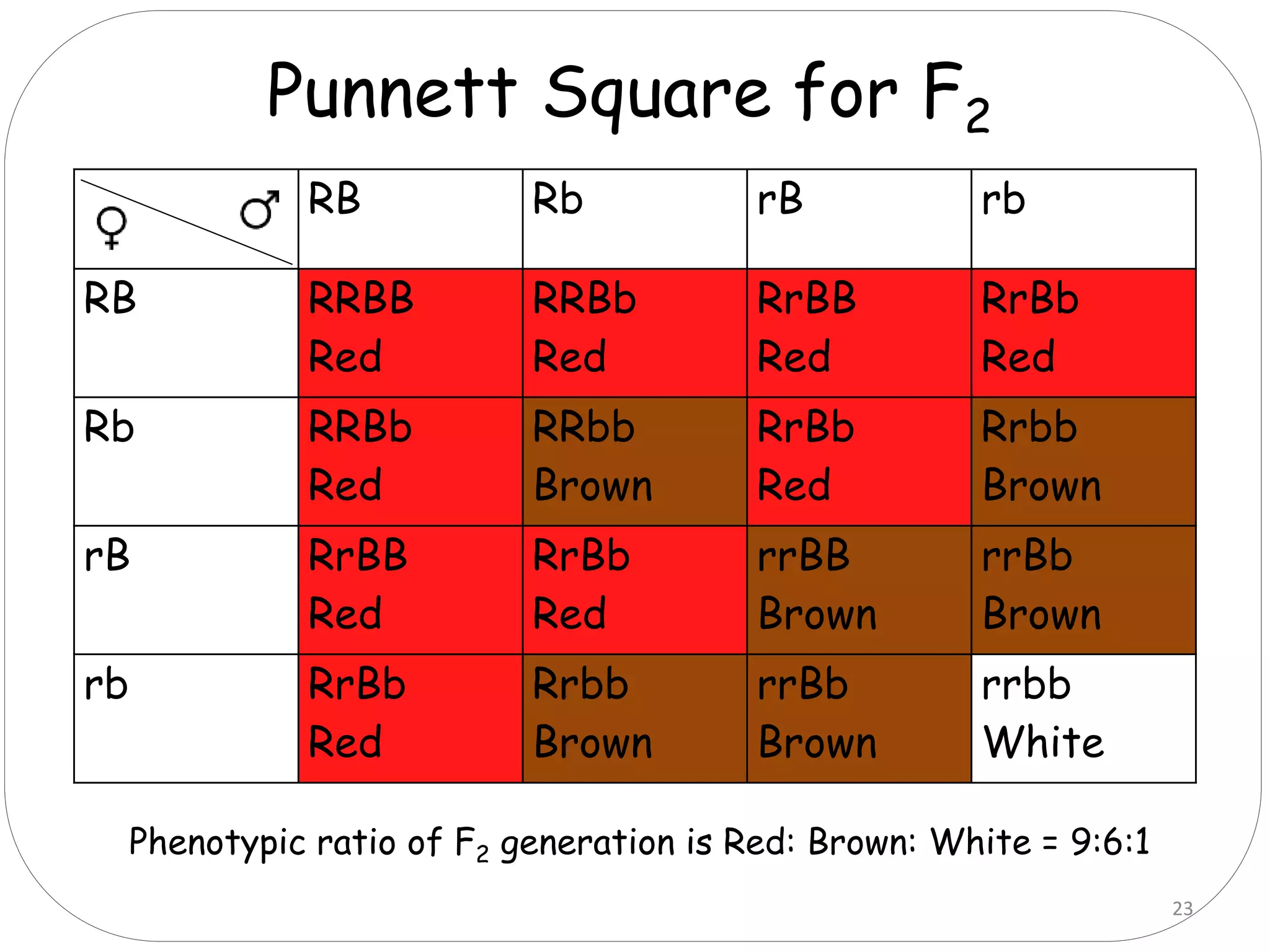RB Rb rB rb
RB RRBB
Red
RRBb
Red
RrBB
Red
RrBb
Red
Rb RRBb
Red
RRbb
Brown
RrBb
Red
Rrbb
Brown
rB RrBB
Red
RrBb
Red
rrBB
Brown
rrBb
Brown
rb RrBb
Red
Rrbb
Brown
rrBb
Brown
rrbb
White
Punnett Square for F2
Phenotypic ratio of F2 generation is Red: Brown: White = 9:6:1
23
 