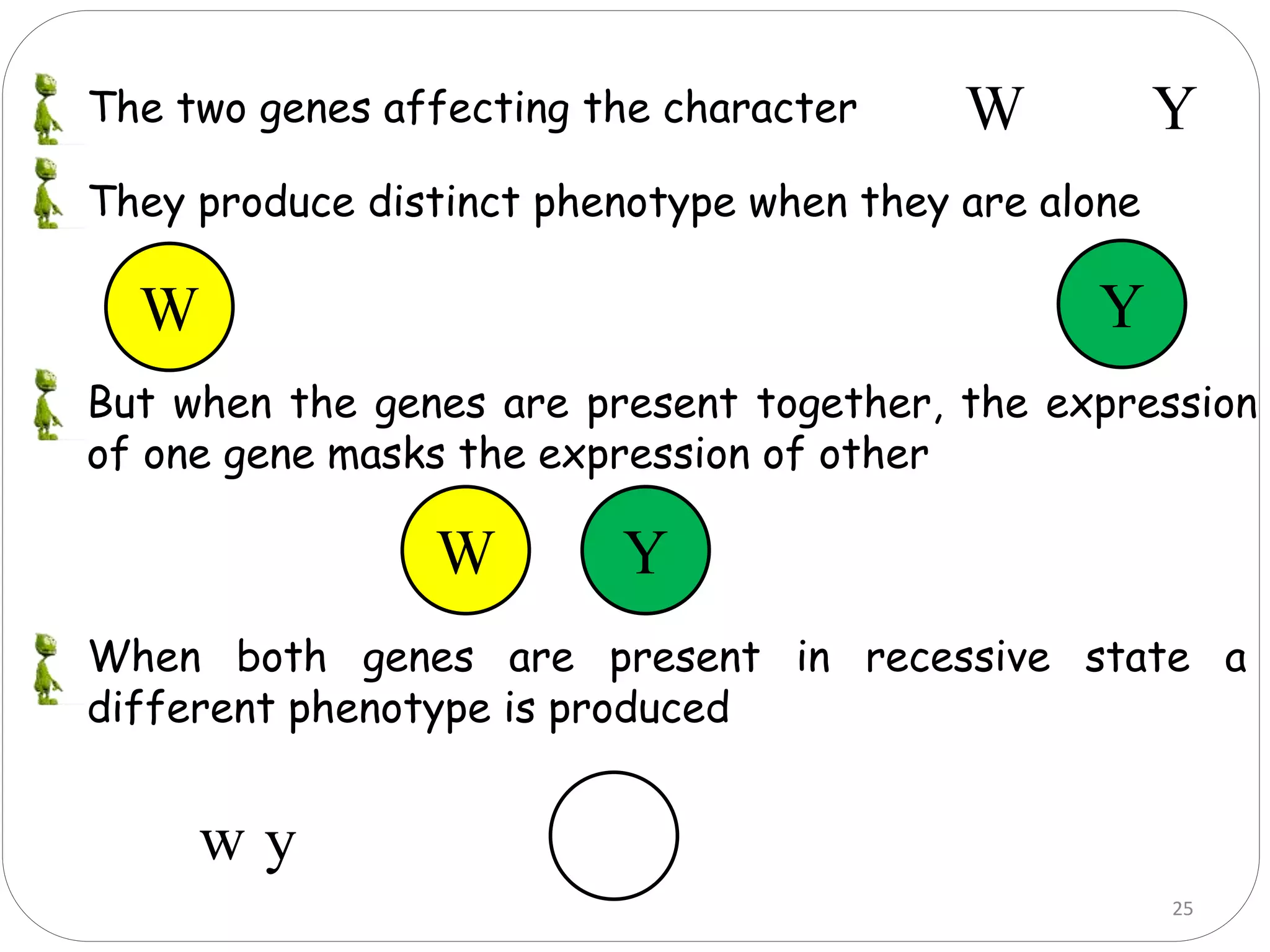 The two genes affecting the character W Y
When both genes are present in recessive state a
different phenotype is produced
They produce distinct phenotype when they are alone
W Y
But when the genes are present together, the expression
of one gene masks the expression of other
YW
w y
25
 