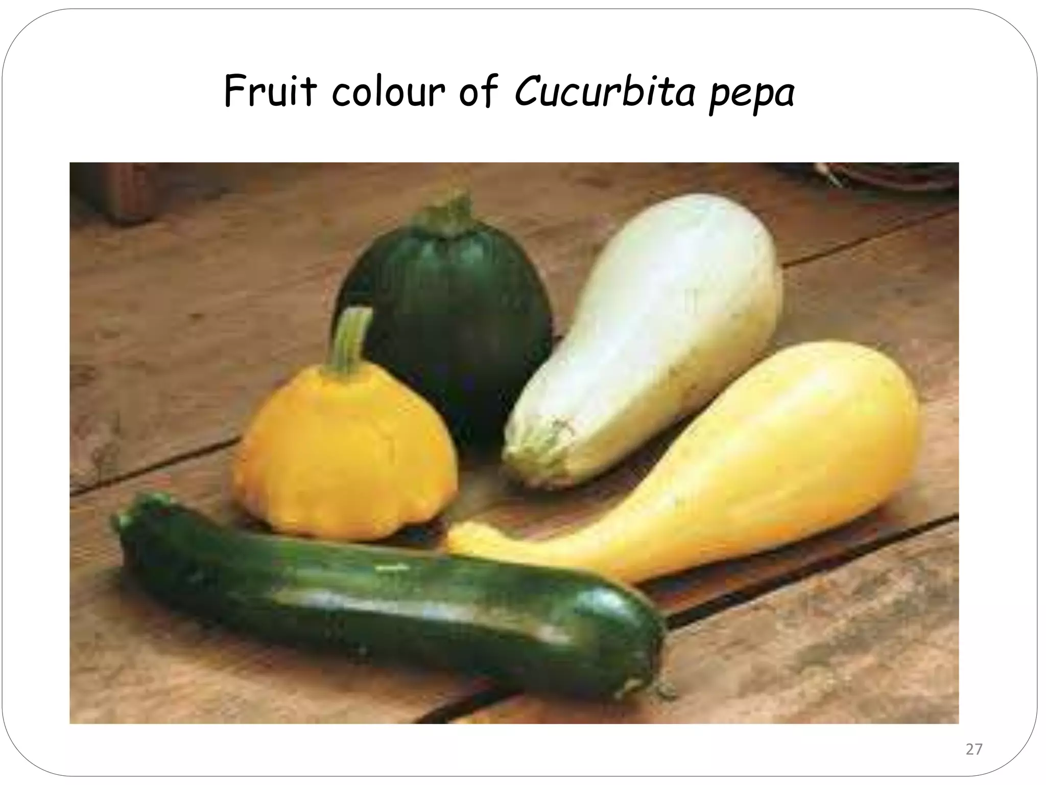 27
Fruit colour of Cucurbita pepa
 