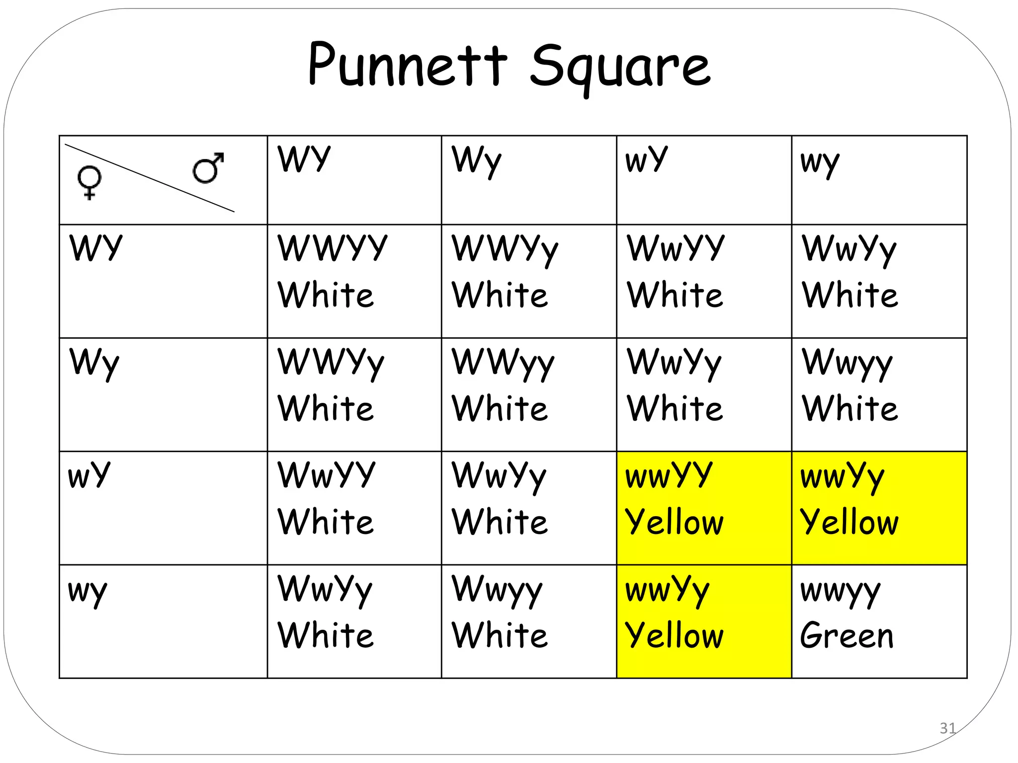 WY Wy wY wy
WY WWYY
White
WWYy
White
WwYY
White
WwYy
White
Wy WWYy
White
WWyy
White
WwYy
White
Wwyy
White
wY WwYY
White
WwYy
White
wwYY
Yellow
wwYy
Yellow
wy WwYy
White
Wwyy
White
wwYy
Yellow
wwyy
Green
Punnett Square
31
 