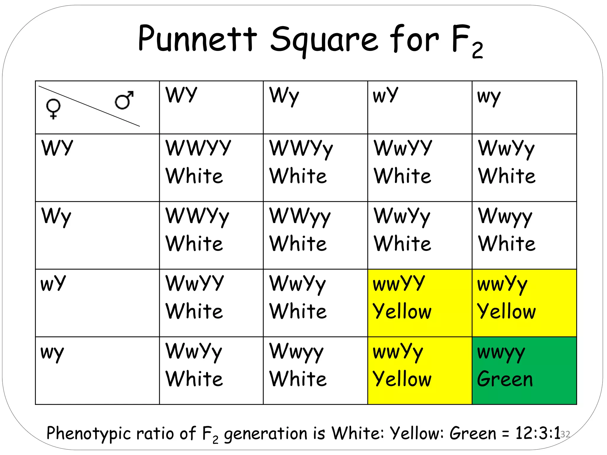 WY Wy wY wy
WY WWYY
White
WWYy
White
WwYY
White
WwYy
White
Wy WWYy
White
WWyy
White
WwYy
White
Wwyy
White
wY WwYY
White
WwYy
White
wwYY
Yellow
wwYy
Yellow
wy WwYy
White
Wwyy
White
wwYy
Yellow
wwyy
Green
Punnett Square for F2
Phenotypic ratio of F2 generation is White: Yellow: Green = 12:3:132
 