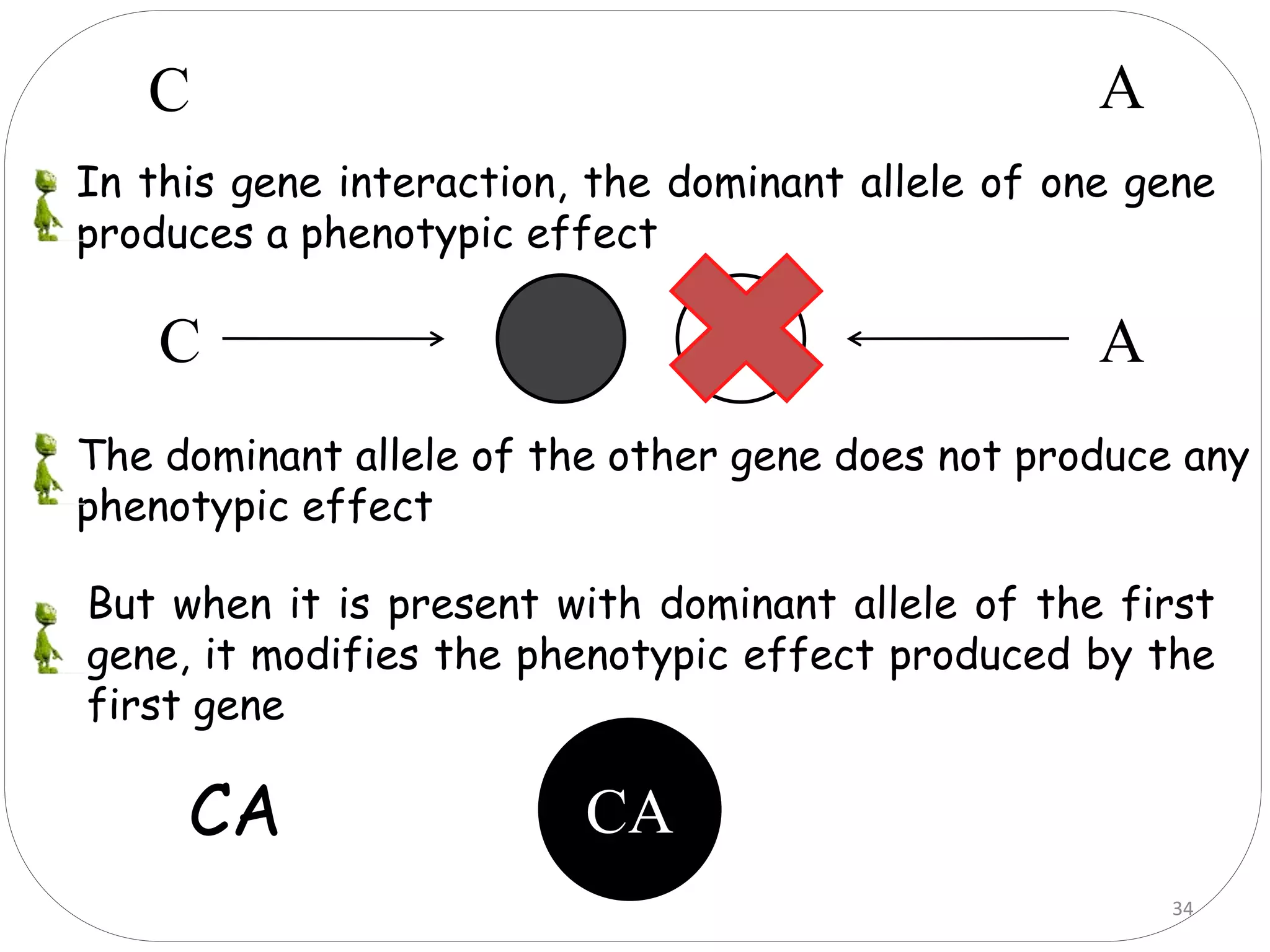 34
In this gene interaction, the dominant allele of one gene
produces a phenotypic effect
The dominant allele of the other gene does not produce any
phenotypic effect
But when it is present with dominant allele of the first
gene, it modifies the phenotypic effect produced by the
first gene
C A
C A
C ACA CA
 