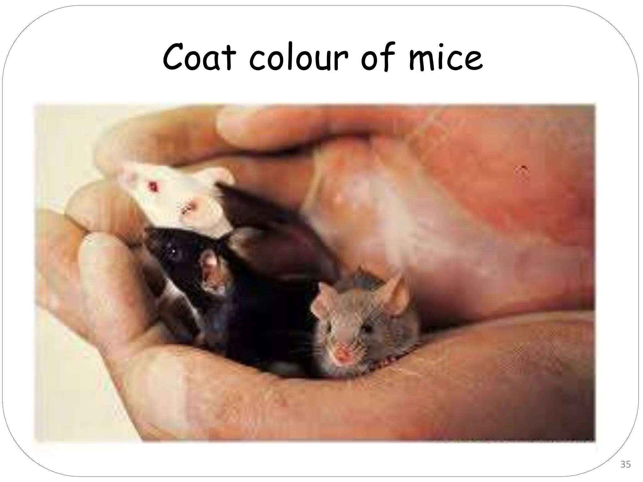 35
Coat colour of mice
 