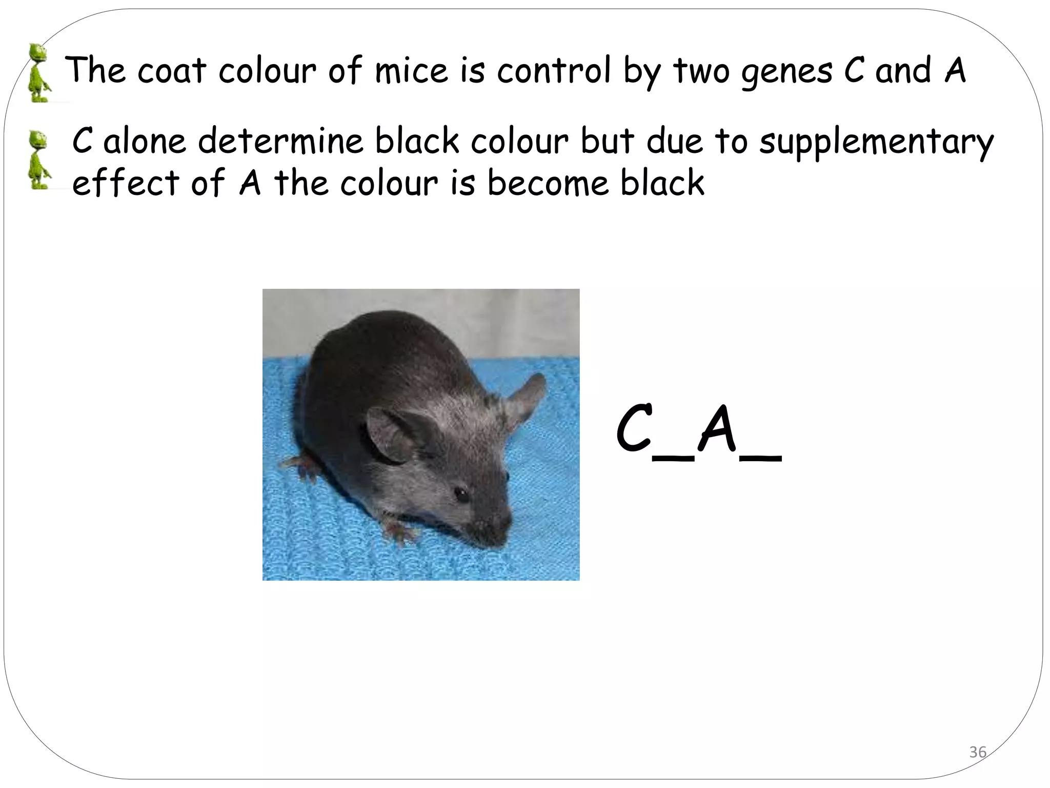 36
The coat colour of mice is control by two genes C and A
C alone determine black colour but due to supplementary
effect of A the colour is become black
C_A_
 