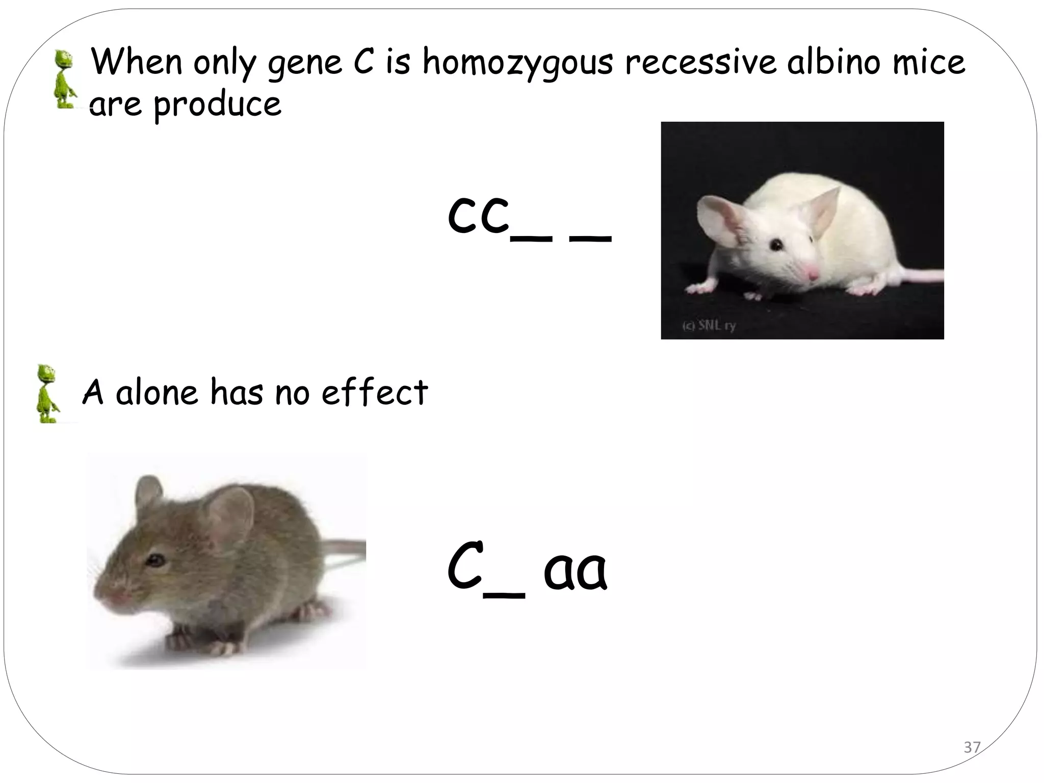 37
When only gene C is homozygous recessive albino mice
are produce
cc_ _
A alone has no effect
C_ aa
 