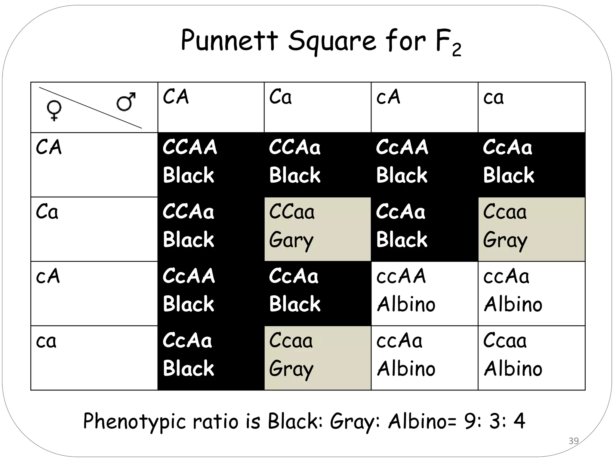 39
CA Ca cA ca
CA CCAA
Black
CCAa
Black
CcAA
Black
CcAa
Black
Ca CCAa
Black
CCaa
Gary
CcAa
Black
Ccaa
Gray
cA CcAA
Black
CcAa
Black
ccAA
Albino
ccAa
Albino
ca CcAa
Black
Ccaa
Gray
ccAa
Albino
Ccaa
Albino
Punnett Square for F2
Phenotypic ratio is Black: Gray: Albino= 9: 3: 4
 