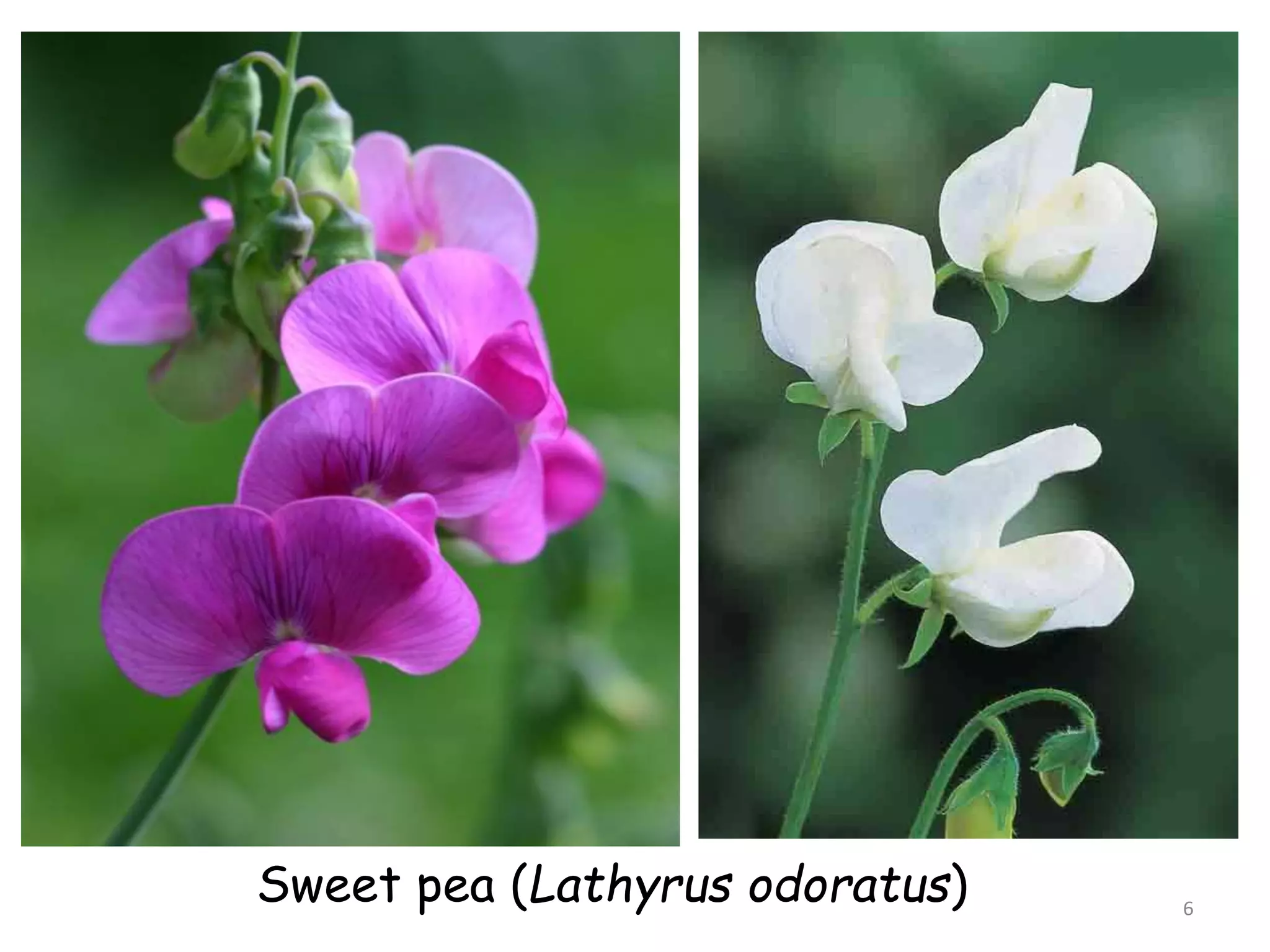6
Sweet pea (Lathyrus odoratus)
 