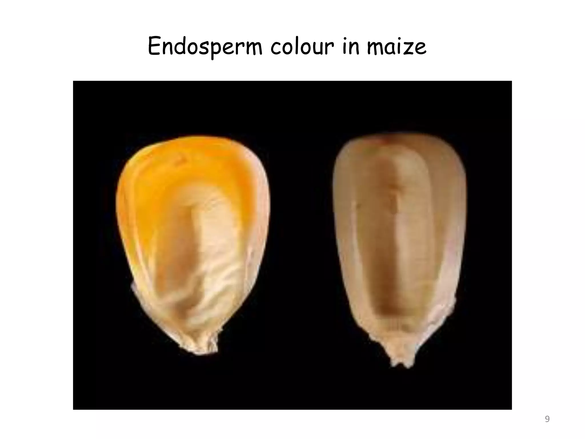 9
Endosperm colour in maize
 