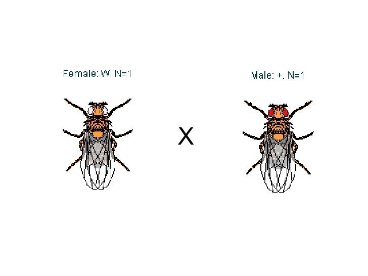 Biology ~ Genetics 0910