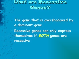 What are  Recessive Genes ? The gene that is overshadowed by a dominant gene Recessive genes can only express themselves if  BOTH  genes are recessive 