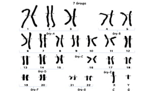 Grp-A Grp-B
Grp-C
Grp-D Grp-E
Grp-F Grp-G C G
7 Groups
 