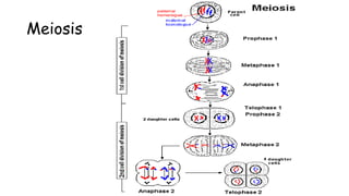 Meiosis
 