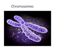 Chromosomes
 