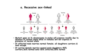 a. Recessive sex-linked
• Mutant gene on X-chromosome in males will express readily due to
absence of normal allele while in females will not express in
presence of normal allele
• If affected male marries normal female; all daughters carriers &
sons escape
• If carrier female marries normal male;daughters-50%
carriers,50% normal:sons-50% affected,50% normal
 