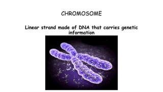 CHROMOSOME
Linear strand made of DNA that carries genetic
information
 