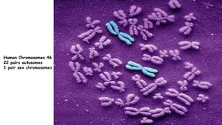 Human Chromosomes 46
22 pairs autosomes
1 pair sex chromosomes
 