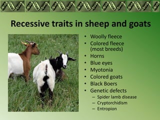 Recessive traits in sheep and goats
                  • Woolly fleece
                  • Colored fleece
                    (most breeds)
                  • Horns
                  • Blue eyes
                  • Myotonia
                  • Colored goats
                  • Black Boers
                  • Genetic defects
                     – Spider lamb disease
                     – Cryptorchidism
                     – Entropion
 