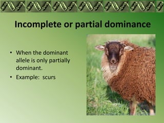 Incomplete or partial dominance

• When the dominant
  allele is only partially
  dominant.
• Example: scurs
 