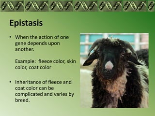 Epistasis
• When the action of one
  gene depends upon
  another.

  Example: fleece color, skin
  color, coat color

• Inheritance of fleece and
  coat color can be
  complicated and varies by
  breed.
 