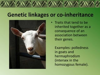 Genetic linkages or co-inheritance
                 • Traits that tend to be
                   inherited together as a
  ...