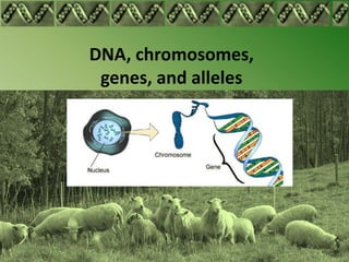 DNA, chromosomes,
 genes, and alleles
 