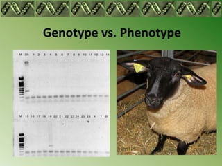 Genotype vs. Phenotype
 