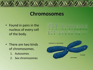 Chromosomes
• Found in pairs in the
  nucleus of every cell
  of the body.

• There are two kinds
  of chromosomes.
   1. Autosomes
   2. Sex chromosomes
 