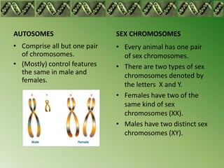 AUTOSOMES                     SEX CHROMOSOMES
• Comprise all but one pair   • Every animal has one pair
  of chromosomes.               of sex chromosomes.
• (Mostly) control features   • There are two types of sex
  the same in male and          chromosomes denoted by
  females.
                                the letters X and Y.
                              • Females have two of the
                                same kind of sex
                                chromosomes (XX).
                              • Males have two distinct sex
                                chromosomes (XY).
 