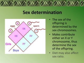 Sex determination
           • The sex of the
             offspring is
             determined by the
             sex chromosomes.
           • Males contribute
             either an X or Y
             chromosome, thus
             determine the sex
             of the offspring.
           • Diet may also affect
             sex ratio.
 