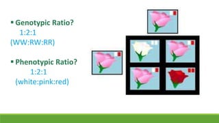  Genotypic Ratio?
   1:2:1
(WW:RW:RR)

 Phenotypic Ratio?
      1:2:1
  (white:pink:red)
 