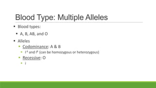 Blood Type: Multiple Alleles
 Blood types:
  A, B, AB, and O
 Alleles
   Codominance: A & B
    I A and IB (can be homozygous or heterozygous)
   Recessive: O
    i
 
