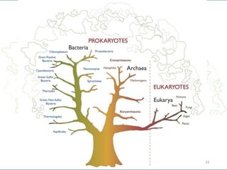 Genetics1 classification ranks and clades | PPTX