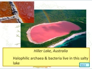 12
Hiller Lake, Australia
Halophilic archaea & bacteria live in this salty
lake BACK
 