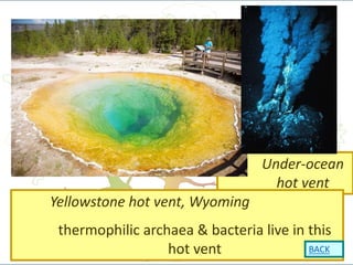 Under-ocean
hot vent
13
Yellowstone hot vent, Wyoming
thermophilic archaea & bacteria live in this
hot vent BACK
 