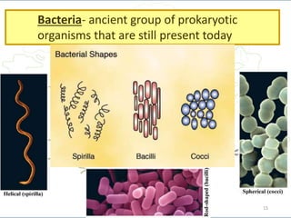 15
Bacteria- ancient group of prokaryotic
organisms that are still present today
 