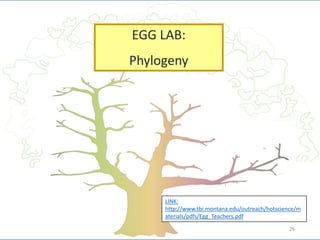 EGG LAB:
Phylogeny
LINK:
http://www.tbi.montana.edu/outreach/hotscience/m
aterials/pdfs/Egg_Teachers.pdf
26
 